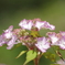 オールドレンズで撮る16「紫陽花＝初恋」