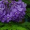Sexual Violet No.1