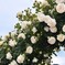 アーチの薔薇