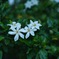 クチナシの白い花♪