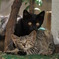 通りすがり猫31