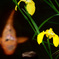 DSCF2251
