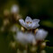 垣根の花　