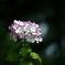 紫陽花