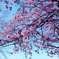 2025桜①
