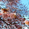 2025桜②