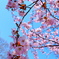 2025桜③