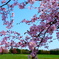 2025桜④