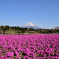 富士芝桜