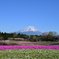 富士芝桜