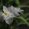 花菖蒲