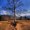 奈良公園