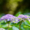 紫陽花