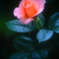 「横濱が見えるとき」から La promessa della rosa　１