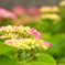アジサイランドの紫陽花