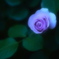 「横濱が見えるとき」から　La promessa della rosa  2