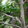 ヤマガラの幼鳥かな