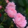 ピンク薔薇