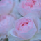My rose 26
