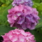 紫陽花