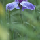花菖蒲 2025