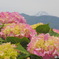 紫陽花