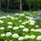 紫陽花の白が映える