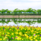 青桜と黄菖蒲