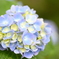 紫陽花-曇-