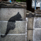 ブロック塀のねこ
