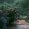 雨の紫陽花公園で