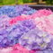 紫陽花の季節