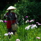 花菖蒲の世話