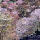 吉野の桜