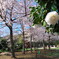 桜と椿