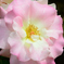 グリーンパーク2022　5月-04　薔薇　マチルダ