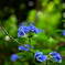 紫陽花