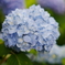 紫陽花