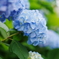 紫陽花