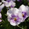 花壇その2