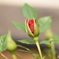 花たち_つぼみ