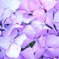 紫陽花