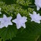 梅雨に華やぐ