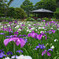 菖蒲