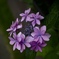 紫陽花