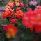 鶴見'90（Tsurumi’90）という名前の薔薇