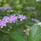紫陽花
