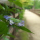 紫陽花の小径