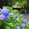 咲き始めた紫陽花
