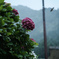 雨と紫陽花と